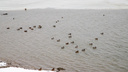 «Прячутся от охотников на набережной»: как утки остались на незамерзшей Оби — атмосферные фото с реки