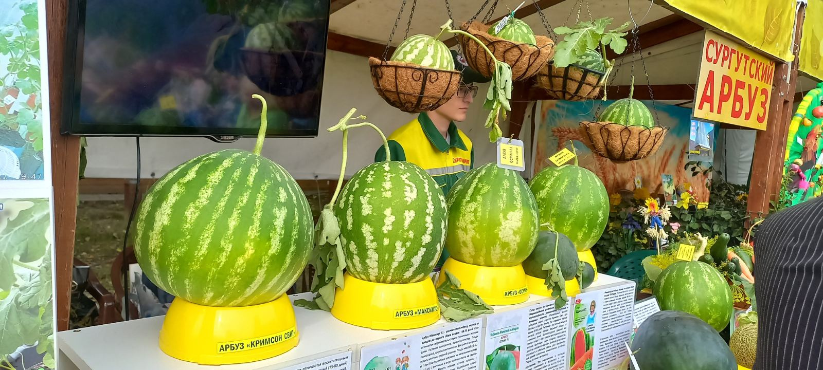 Почему гниют арбузы в теплице