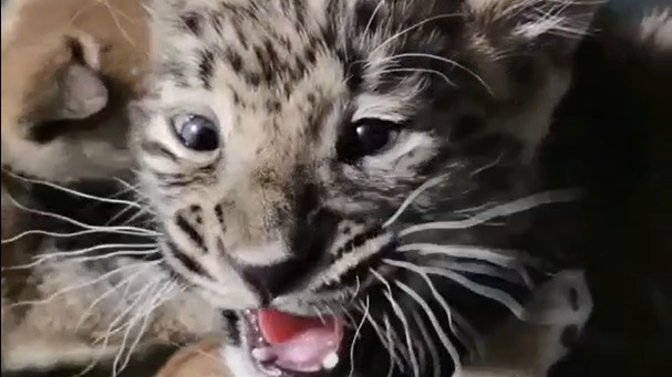 Сиба-ину усыновила маленького леопардика. Рассказываем, как он появился в Иркутской зоогалерее