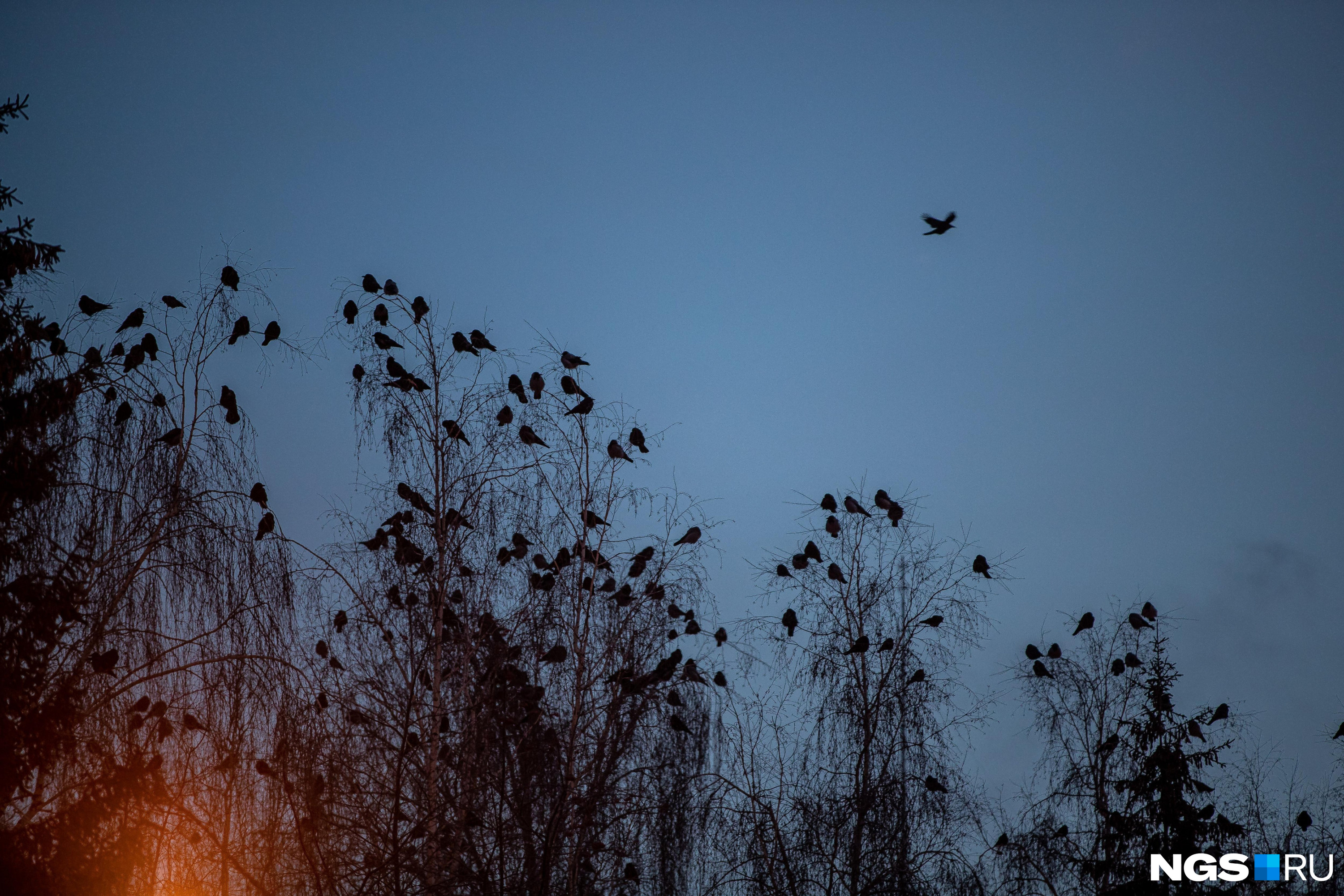 В морозы вороны часто собираются на верхушках деревьев