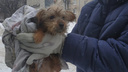 «Ели друг друга»: жительница Самарской области развела дома 120 собак
