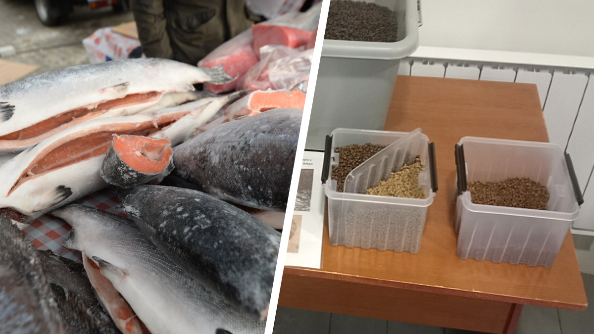 В Архангельске собираются производить рыбные корма. На это повлияли санкции