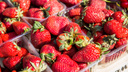 Займитесь клубникой: как правильно посадить и чем подкормить кусты, чтобы получить урожай больших сладких ягод