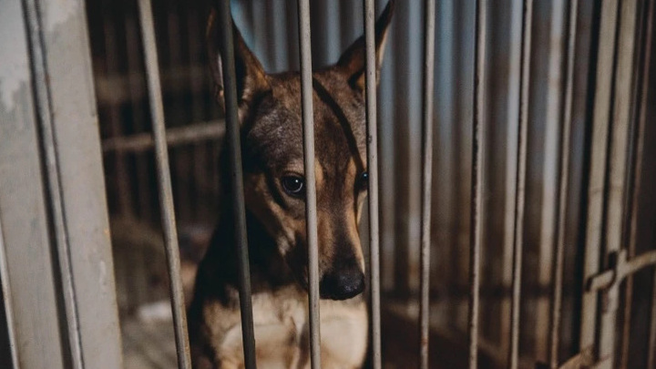 Агрессивных оставляют на улице? Как работает программа отлова и стерилизации собак в Тюменской области