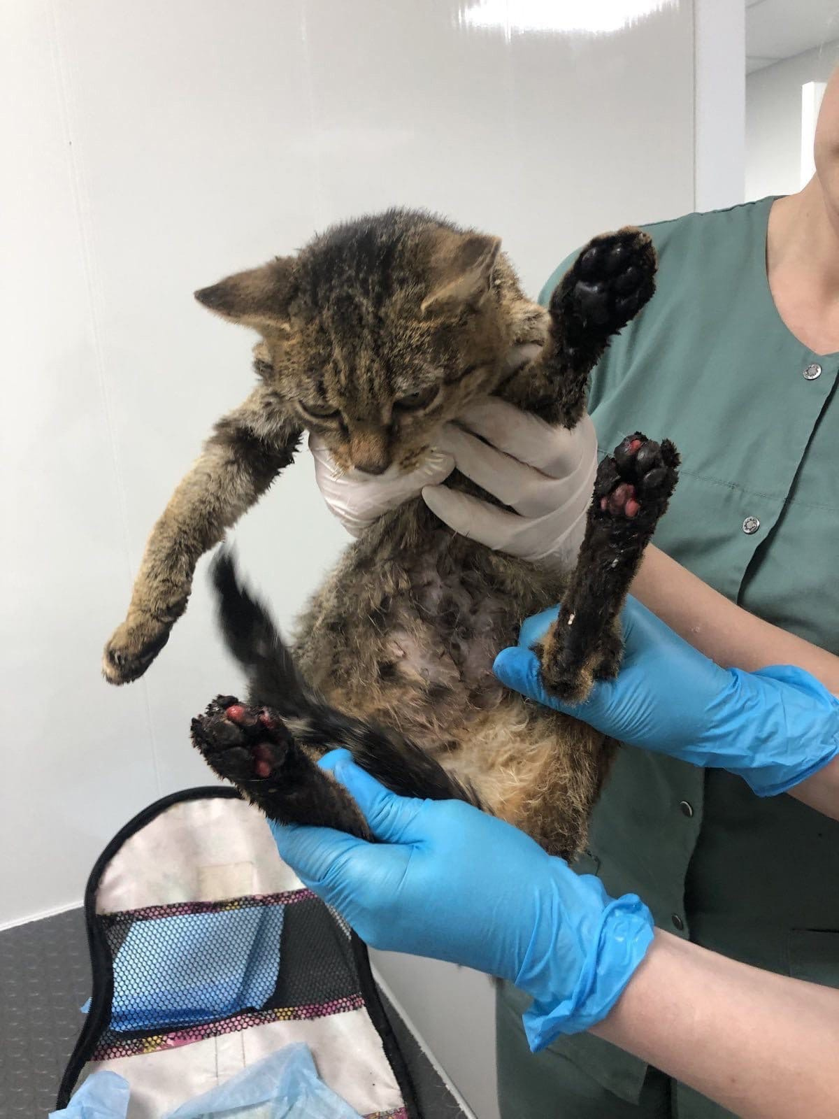 У кошки были сильно опалены лапы и морда У кошки были сильно опалены лапы и морда