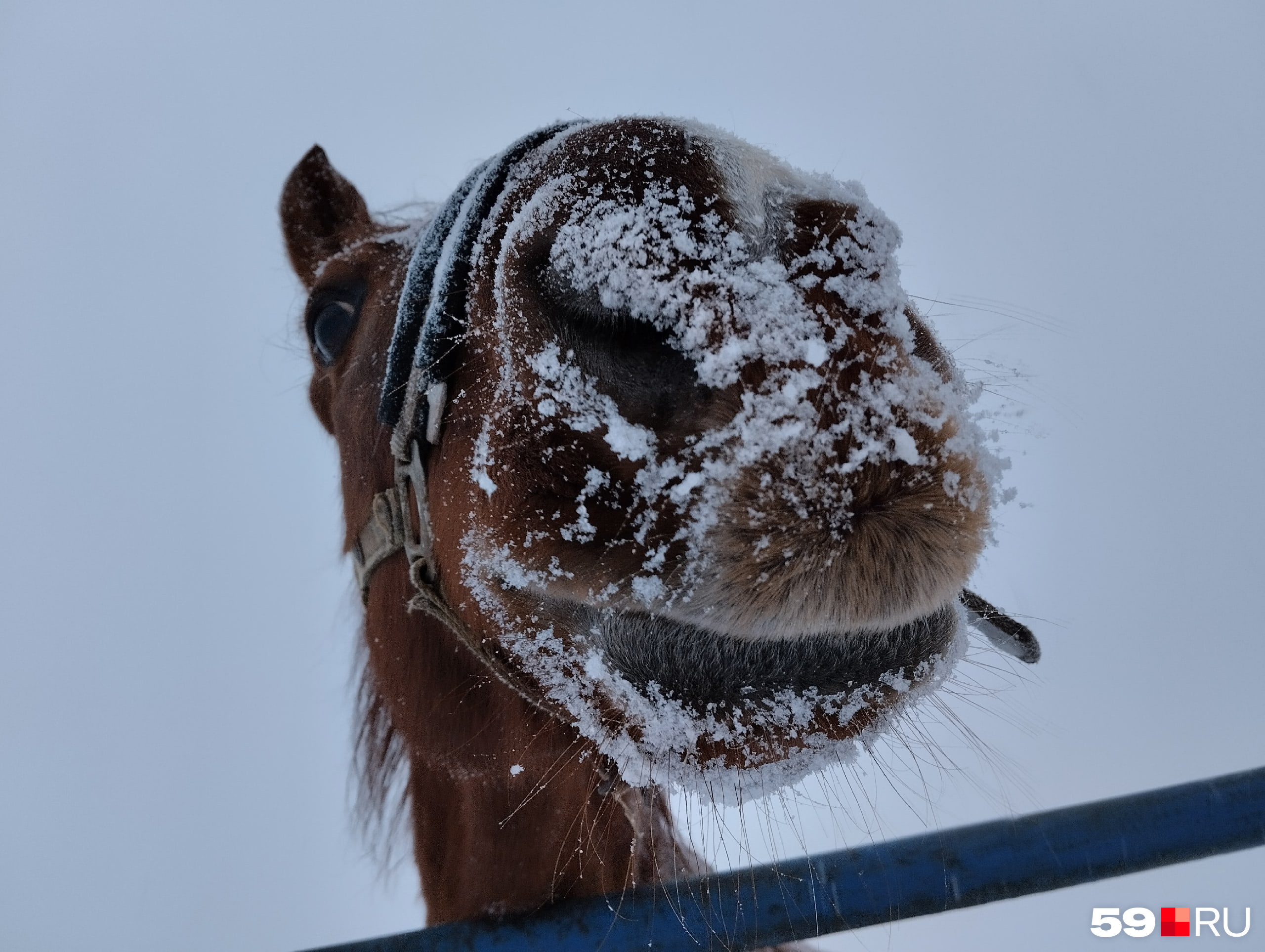 Это конь Иртыш из Усть-Качи, он, как говорят, рад снегу