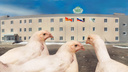 В Челябинске продали активы агрохолдинга «Здоровая ферма» за <nobr class="_">4 миллиарда</nobr> рублей