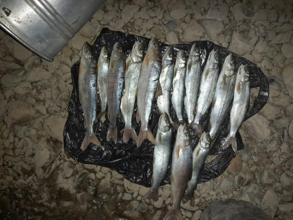 Срок за вылов краснокнижных рыб в реке Шилке грозит забайкальцам