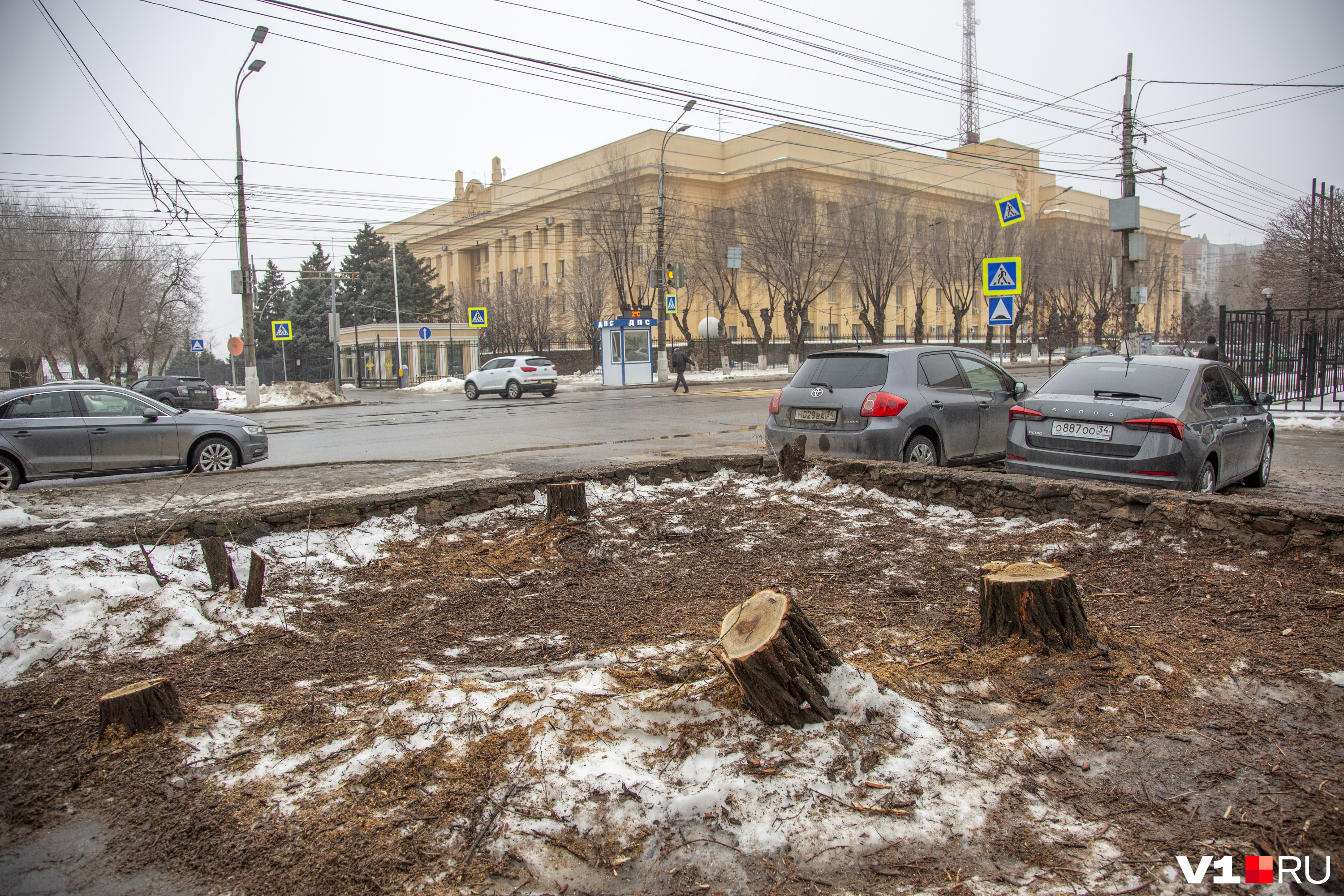 Сносили деревья всего в 50 метрах от ГУ МВД по Волгоградской области