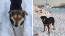 В новосибирском СНТ отравили <nobr class="_">собак —</nobr> жители утверждают, что они были неагрессивными