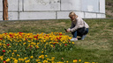 На Михайловской набережной стартует фестиваль тюльпанов — что там можно будет увидеть