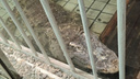 В ростовском зоопарке крокодила Люцифера пересадят в новый многомиллионный вольер