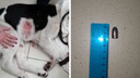 Живодер всадил пулю в собаку — ветеринары не смогли ее спасти