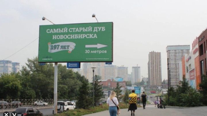 Читинский бизнесмен поставил рекламный баннер 197-летнему дубу в Новосибирске
