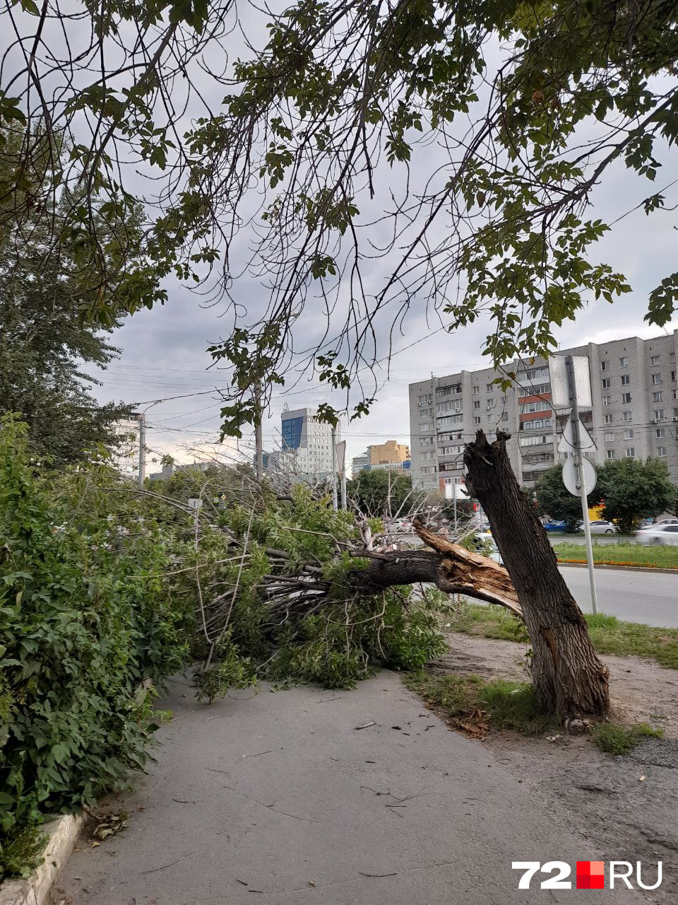 Еще одна жертва — клен около Александровского сада Еще одна жертва — клен около Александровского сада