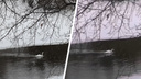 В Новосибирской области на зимней реке погибает лебедь — он остался без пары