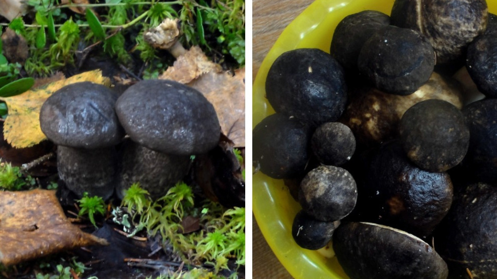 Северяне корзинами собирают черные грибы — что это за вид и как их готовить