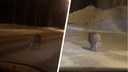Полиция устроила погоню за кабаном на ОбьГЭС — эпичное видео