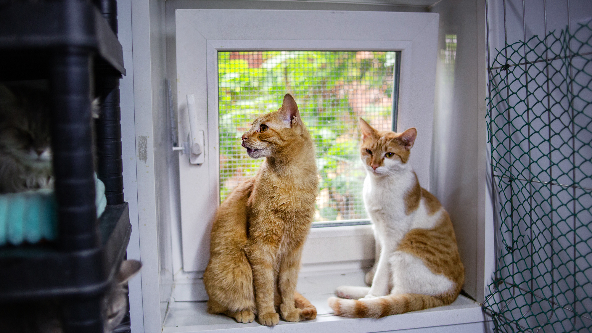 Из котокафе в котогостиницу: питомцы «Времени котов» 30 июня переедут в отель для животных