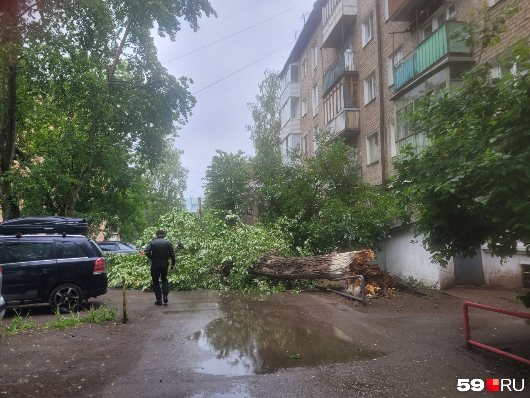 Торнадо пермь. Поваленное дерево. дерево упало на дом. ветер пермь.