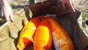 «Мечта любого рыболова»: новосибирец поймал трех золотых карпов в озере Китерня