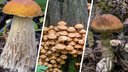 Подберезовики, белый гриб и шампиньоны: что можно собрать в лесу в июне — карта грибных мест