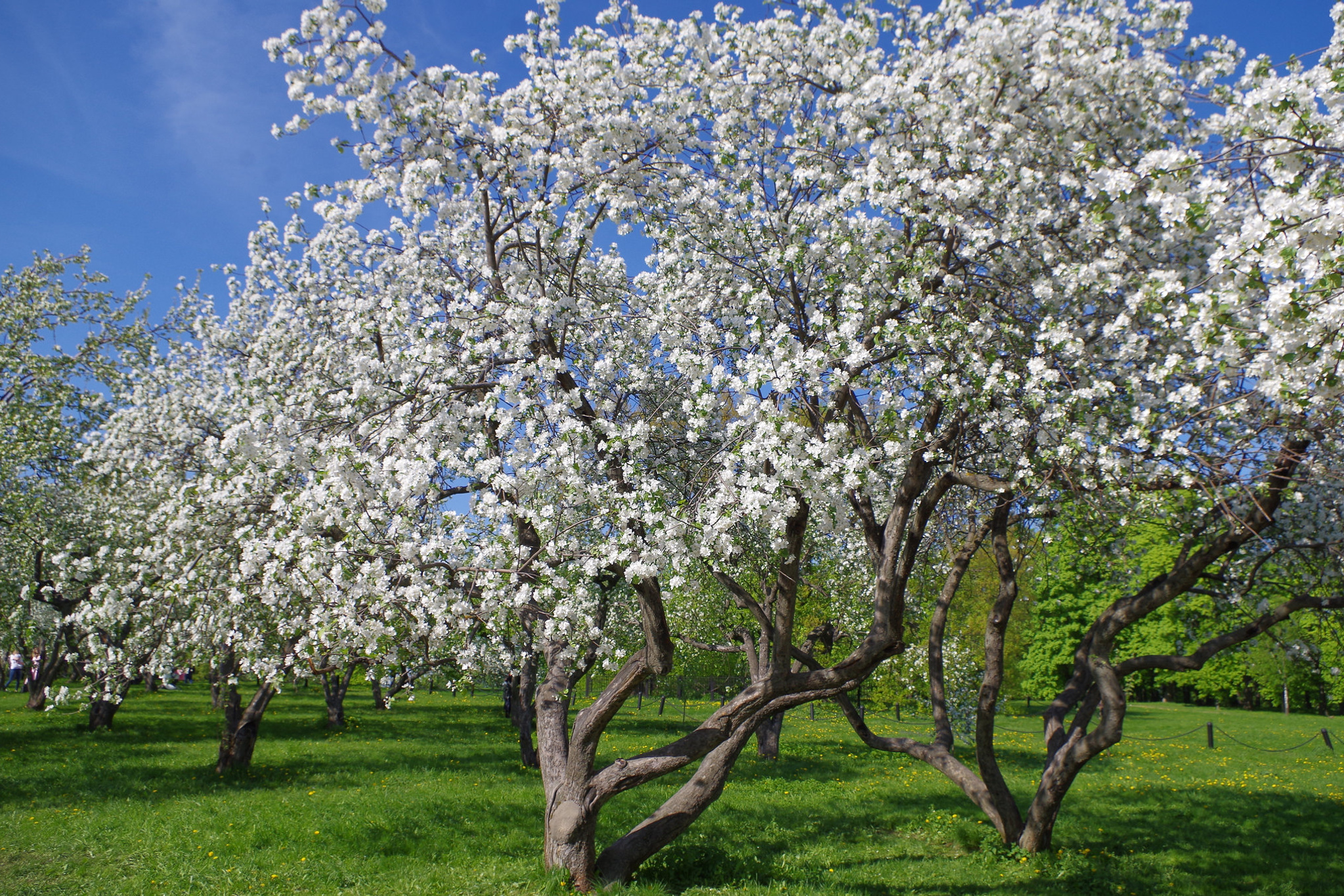 Парк Коломенское цветение яблонь