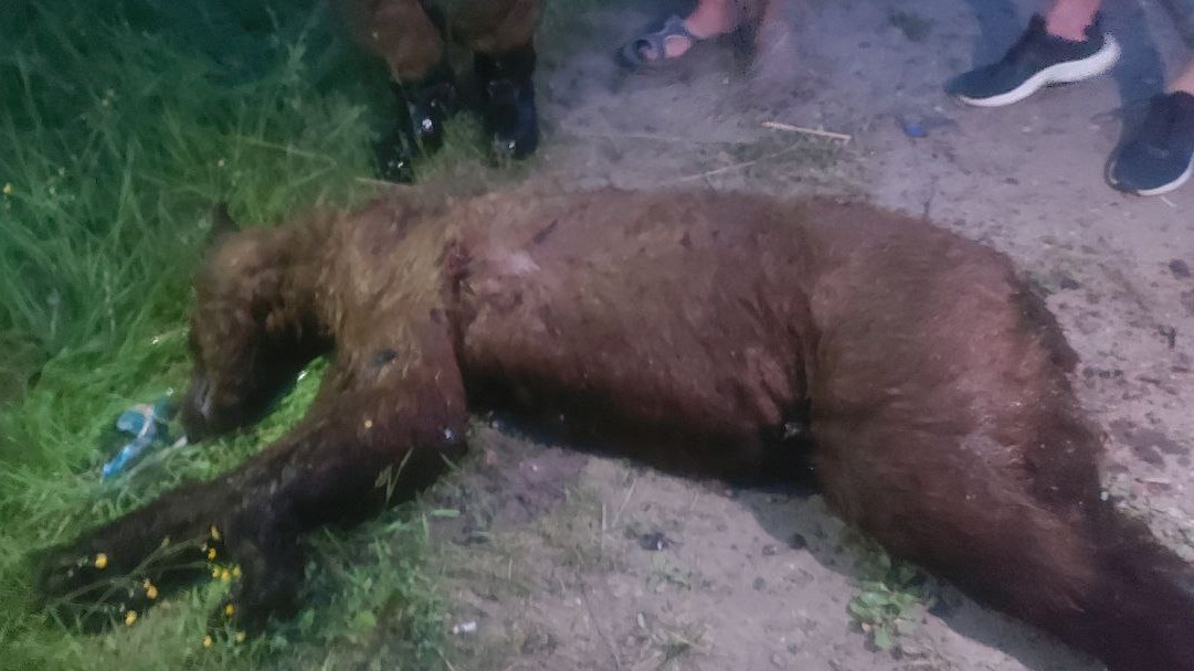 В Лесосибирске ликвидировали медведя, который вышел к жилью людей