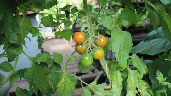 Высаживаем помидоры: чем подкормить томаты и как правильно сделать грядки, чтобы получить урожай