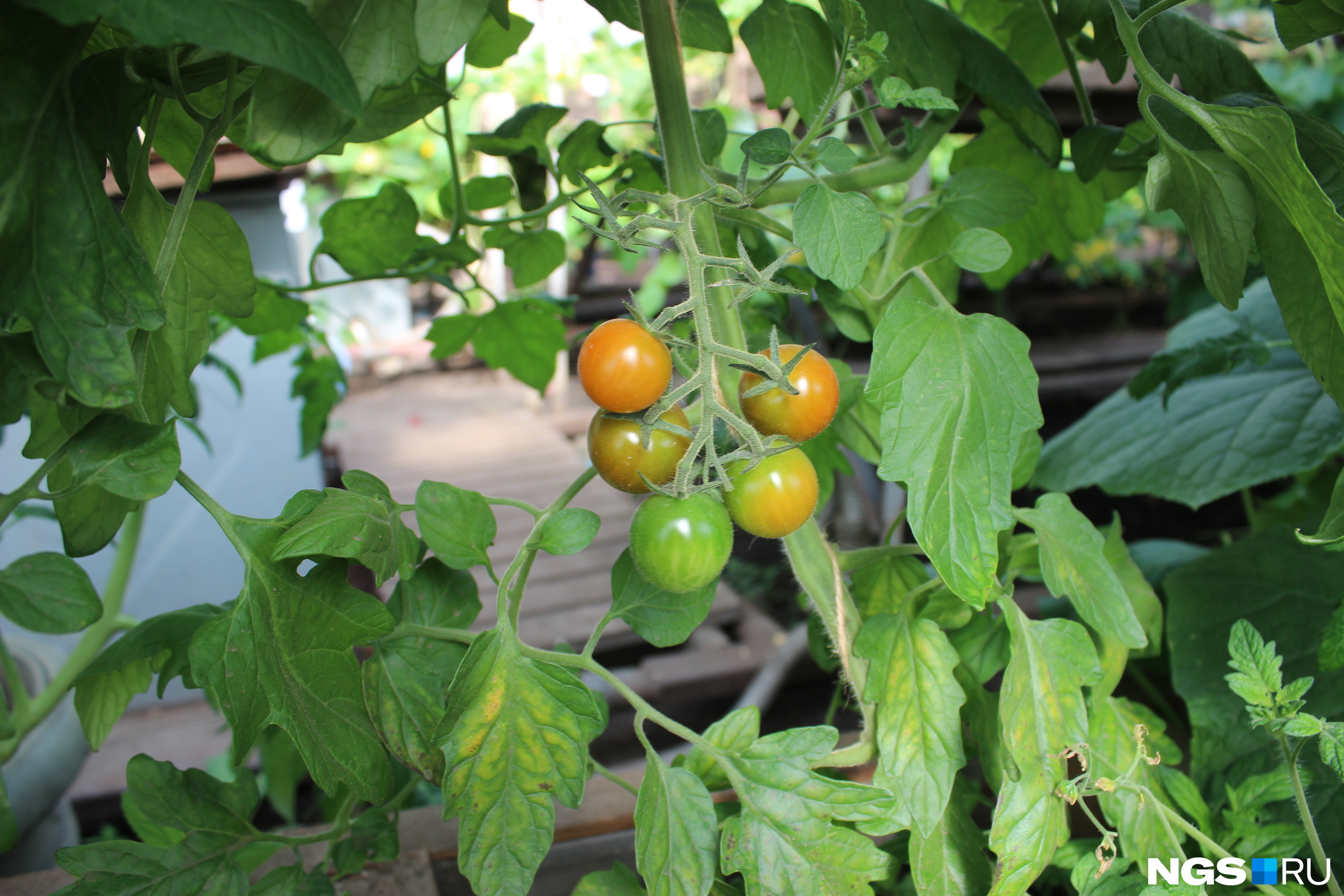 Что предпринять, если томаты перекормлены, и они начали жировать | Щедрый СадОгород | Дзен