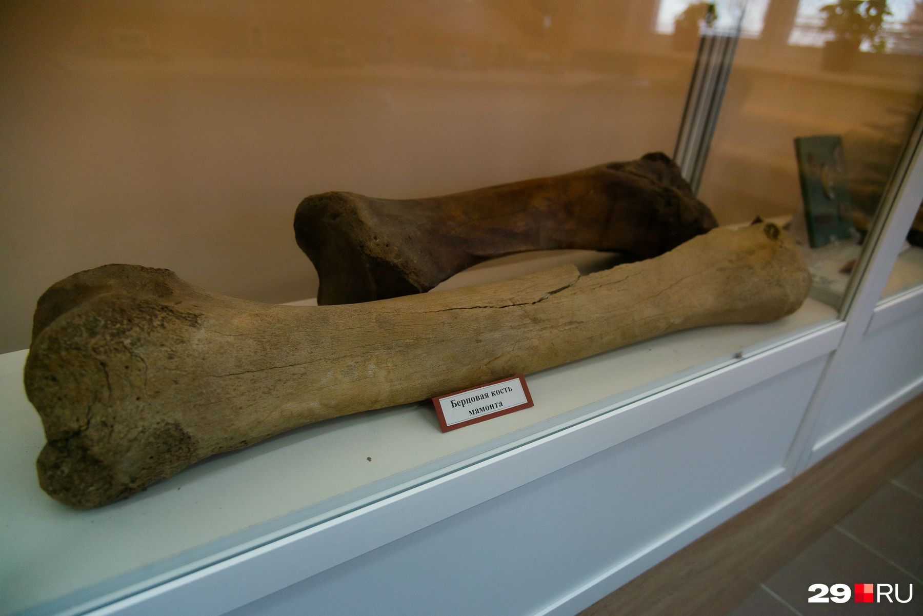 Экспонат фабрики — настоящая кость мамонта
