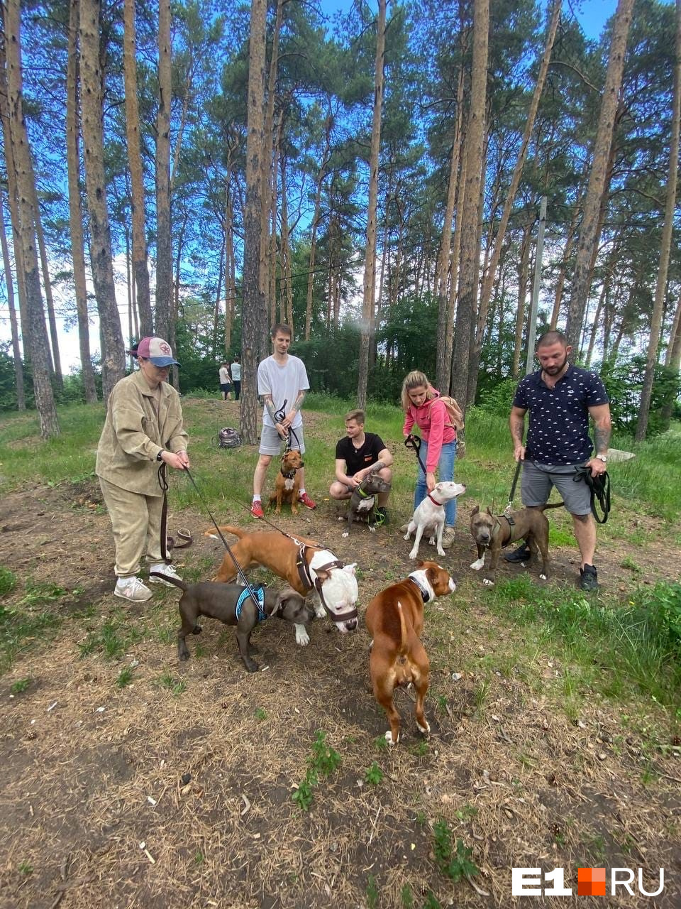 Сообщество Ekaterinburg Staff & Bull организует совестные прогулки собак той же породы