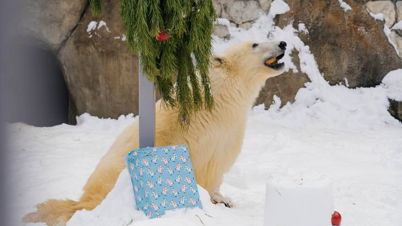 Зоологи подарили белому медведю Диксону подарок на Новый год. Видео