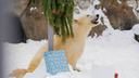 Зоологи подарили белому медведю Диксону подарок на Новый год