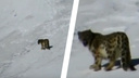 «Успех всей жизни»: снежного барса засняли на обычную камеру в Горном Алтае — редкое видео