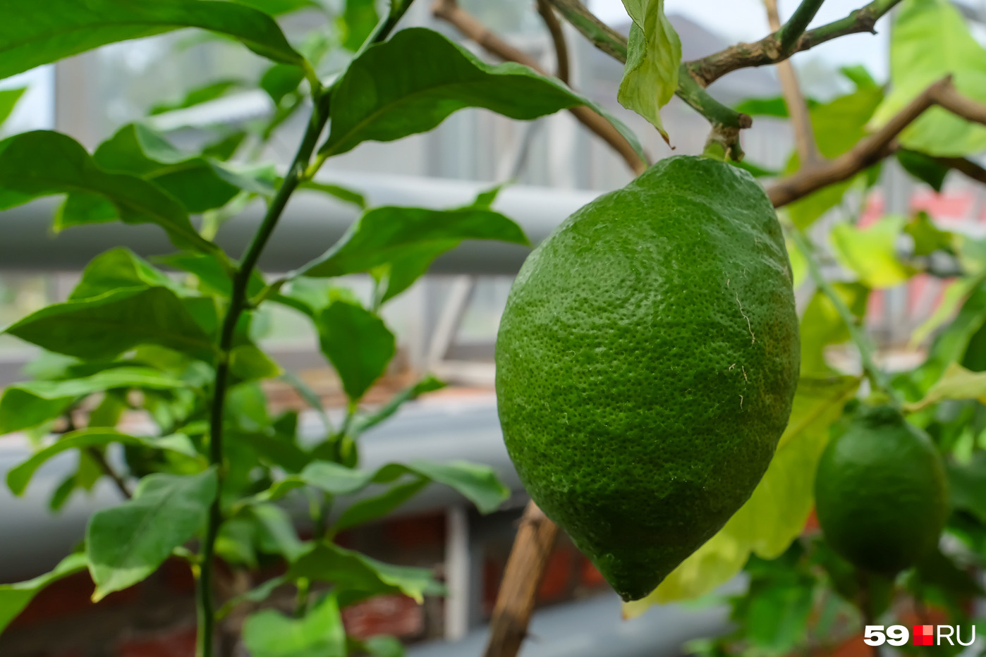 Если сделать всё правильно, то лимон у вас дома будет не только цвести, но и плодоносить