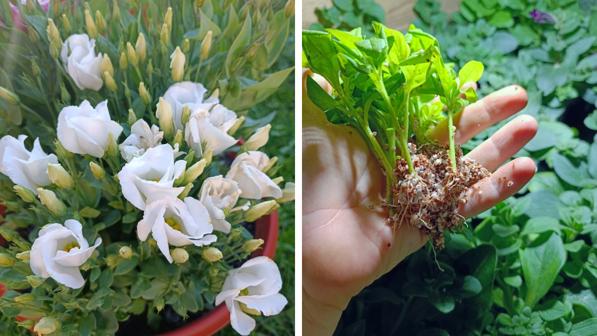 «Понадобятся секатор и вода»: как сохранить понравившиеся однолетние цветы на зиму и сэкономить на семенах