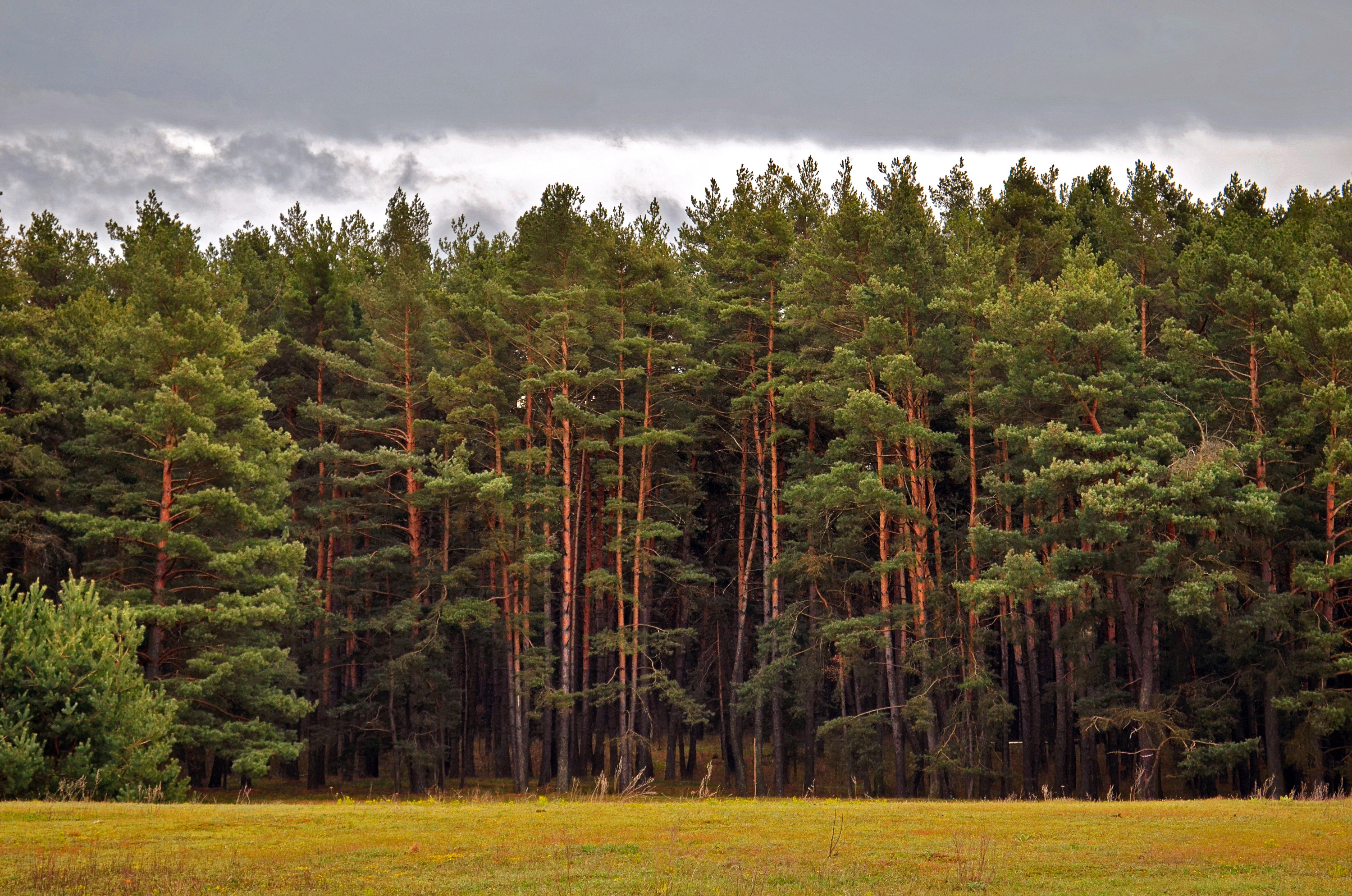 Балашовский Сосновый лес
