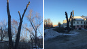 «Двор превратился в прогулочную зону для заключенных»: жителей Челябинска возмутила обрезка деревьев в мороз