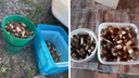 Везут из леса ведрами: где новосибирцы собирают килограммы грибов — впечатляющие фото
