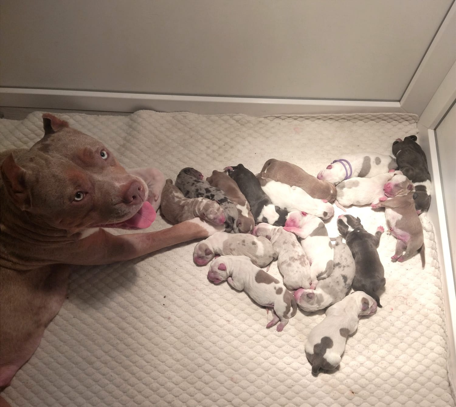 Собака стала мамой сразу 17 щенков - 7 января 2023 - V1.ру