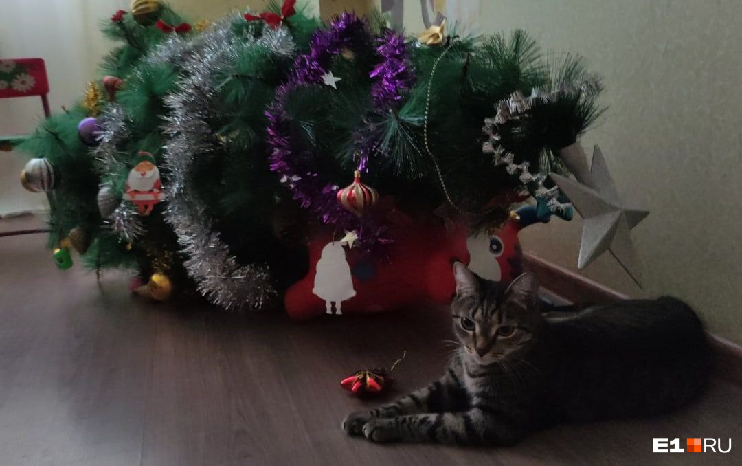 В Екатеринбурге коты открыли сезон охоты на елки: подборка забавных фото