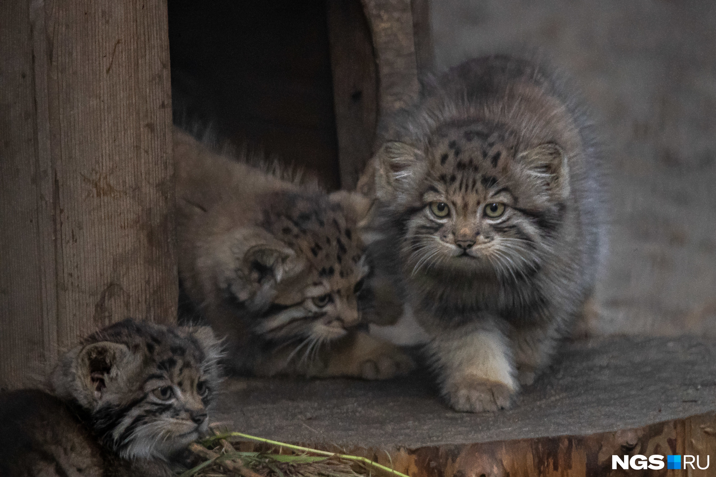 кот в зоопарке манул