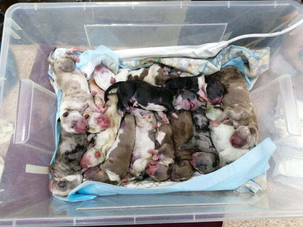 «Роды принимала вся клиника». Собака-героиня стала мамой сразу 17 щенков