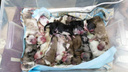 «Роды принимала вся клиника». Собака-героиня стала мамой сразу 17 щенков