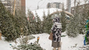 Куда отнести елку в Новосибирске после новогодних праздников: адреса и способы утилизации