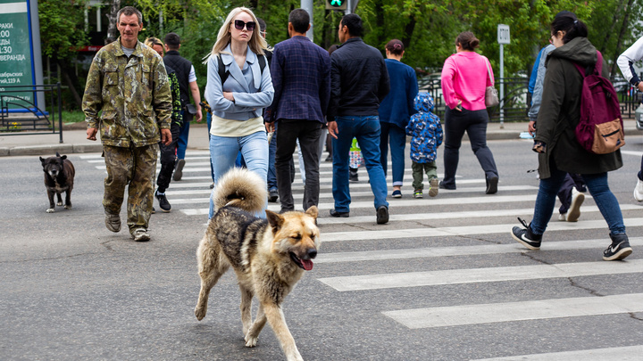 115 детей пострадали от укусов бездомных собак в Иркутской области. Это в три раза больше, чем в 2021-м