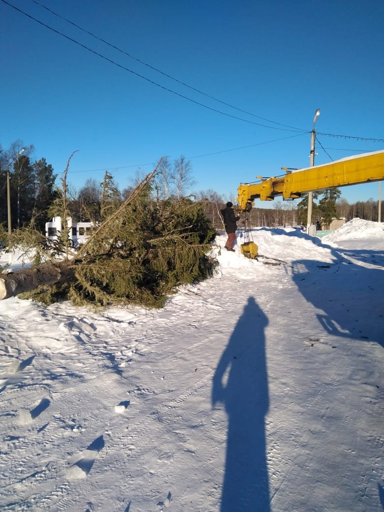 Дерево снесли