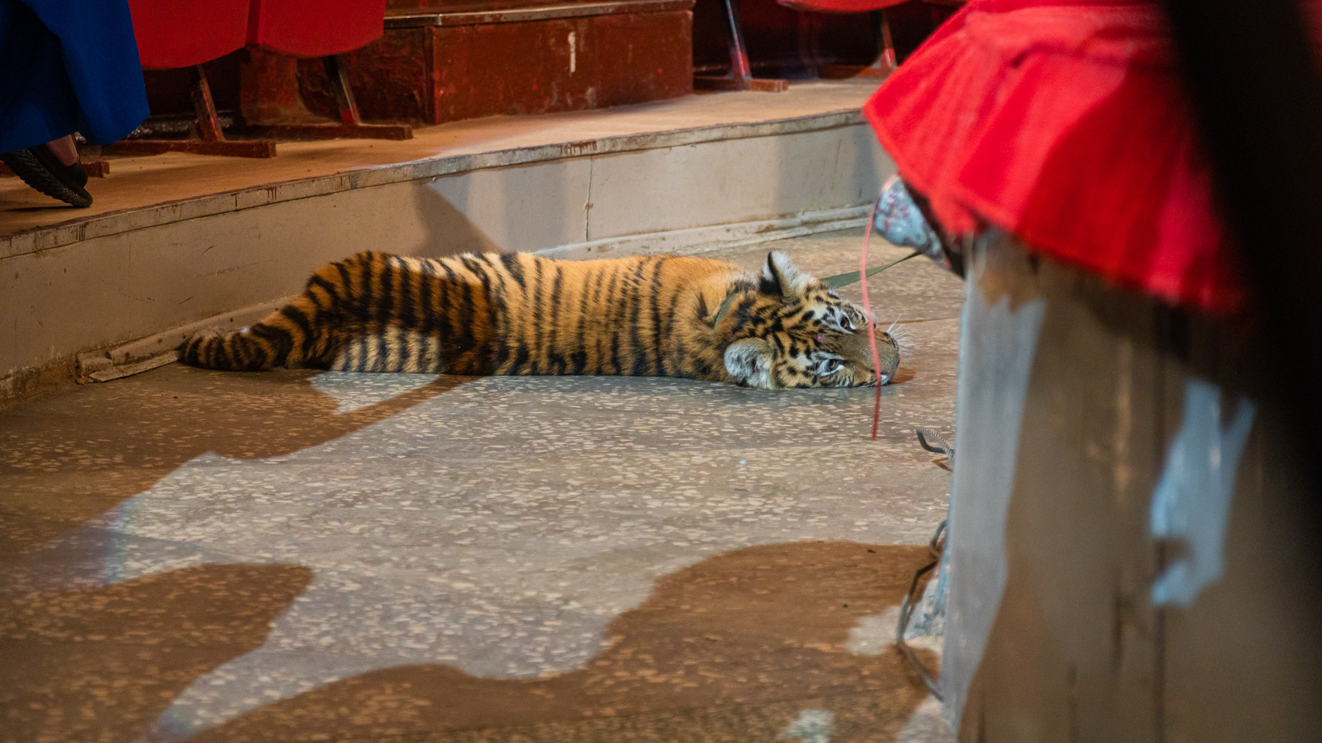Четырехмесячную тигрицу в пермском цирке поздравили с Днем тигра. Посмотрите, какая она милая