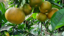 Пришли за мандаринами. Санкции против турецких экспортеров грозят ростом цен на главный новогодний фрукт